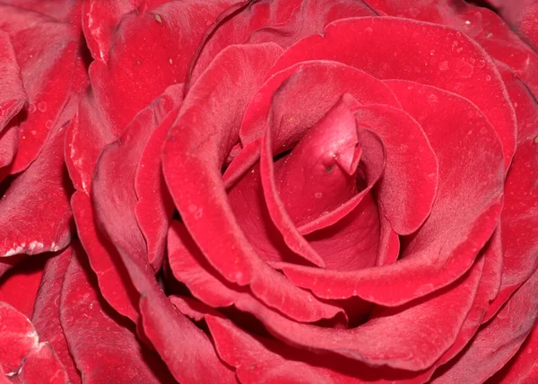 Čerstvá Kytka Šarlatová Růže Uličce — Stock fotografie