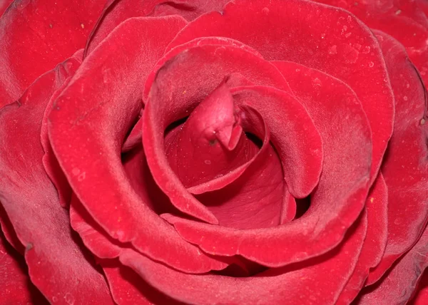 Świeży Ogród Kwiat Szkarłat Róża Alejce — Zdjęcie stockowe