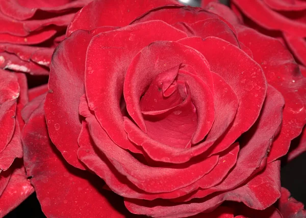Frische Gartenblume Scharlachrote Rose Auf Der Gasse — Stockfoto