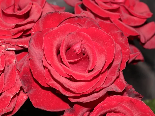 Jardin Frais Fleur Écarlate Rose Sur Allée — Photo