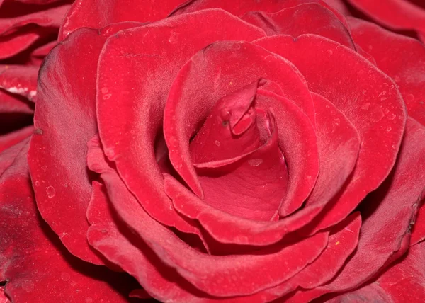 Свіжа Садова Квітка Червона Троянда Алеї — стокове фото