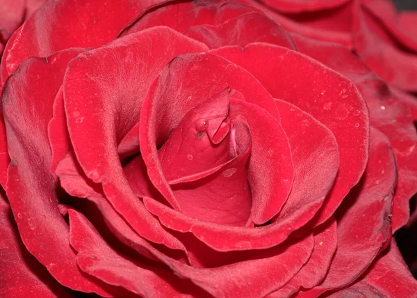 Fresh Garden Flower Scarlet Rose Alley — Stock Photo, Image