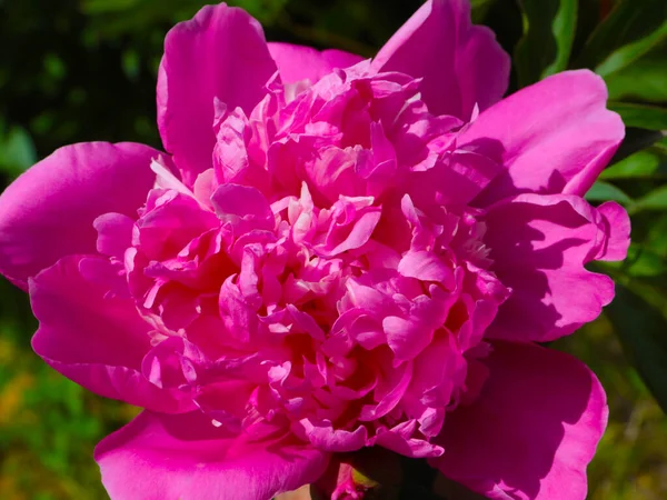 Бутон Свежий Цветок Пион Аллее Парка — стоковое фото