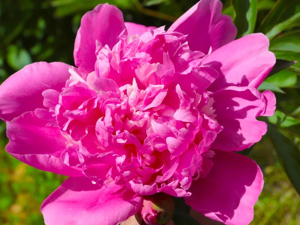 Бутон Свежий Цветок Пион Аллее Парка — стоковое фото