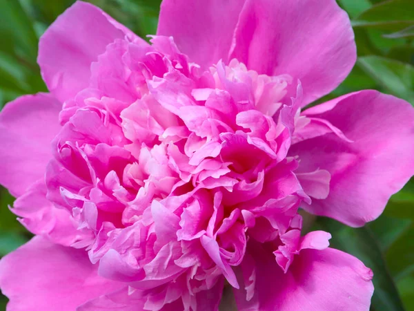 tomurcuk taze çiçek şakayığı Park sokağında