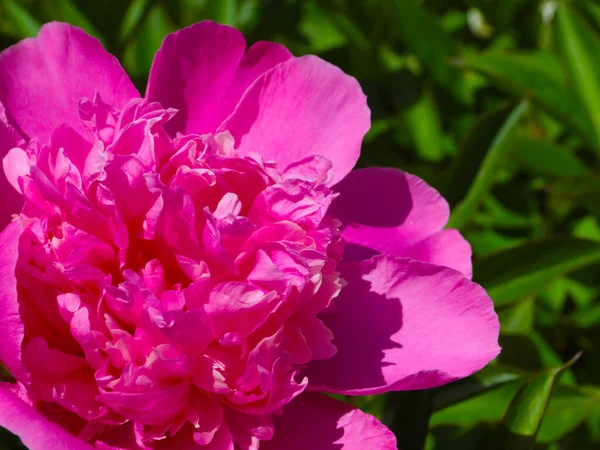 tomurcuk taze çiçek şakayığı Park sokağında