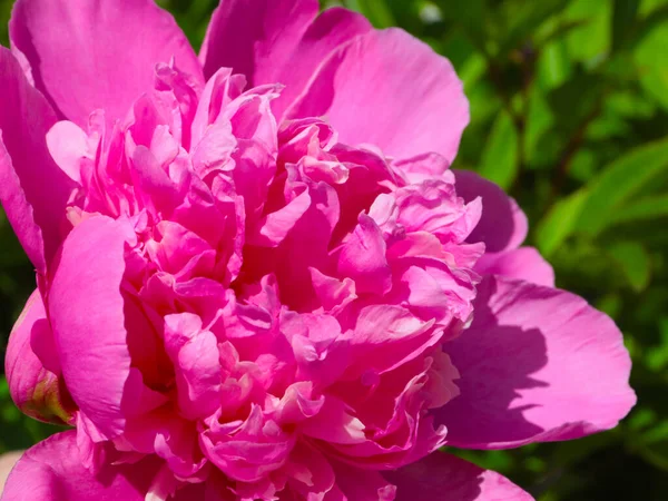 Bourgeon Frais Jardin Fleur Pivoine Sur Parc Ruelle — Photo