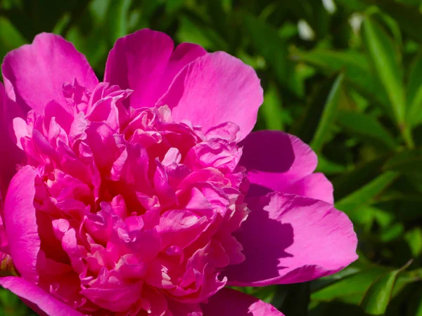 tomurcuk taze çiçek şakayığı Park sokağında