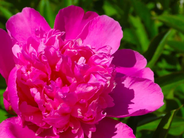 tomurcuk taze çiçek şakayığı Park sokağında