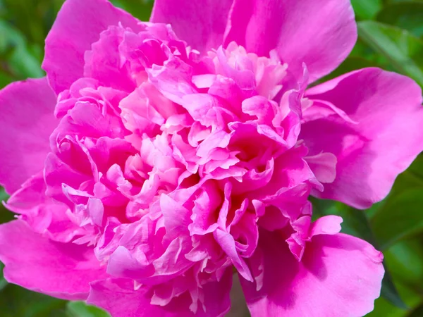 tomurcuk taze çiçek şakayığı Park sokağında