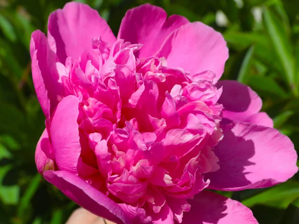 Bourgeon Frais Jardin Fleur Pivoine Sur Parc Ruelle — Photo