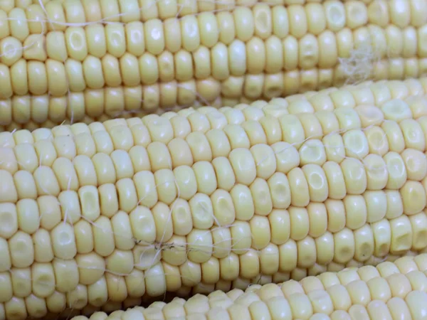 ears of ripe corn after harvest