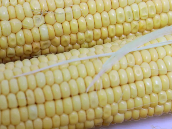 ears of ripe corn after harvest