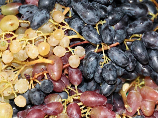 用成熟的葡萄刷子作精美的调料 — 图库照片