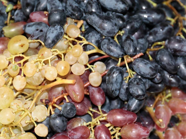 Pinsel Von Reifen Trauben Als Feine Delikatesse — Stockfoto