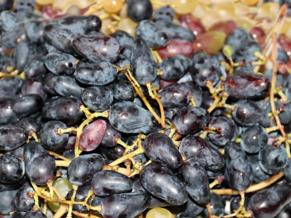 Borstels Van Rijpe Druiven Als Een Fijne Delicatesse — Stockfoto