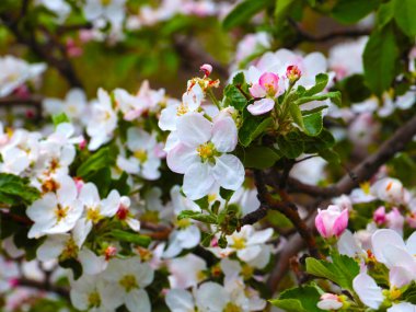 Meyve ağacı dallarında güzel pembe çiçekler.