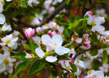 Meyve ağacı dallarında güzel pembe çiçekler.