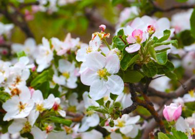 Meyve ağacı dallarında güzel pembe çiçekler.