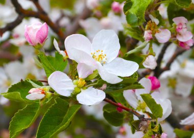 Meyve ağacı dallarında güzel pembe çiçekler.