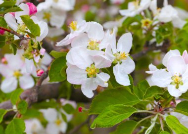 Meyve ağacı dallarında güzel pembe çiçekler.