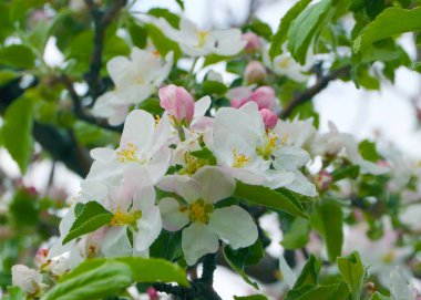 Meyve ağacı dallarında güzel pembe çiçekler.