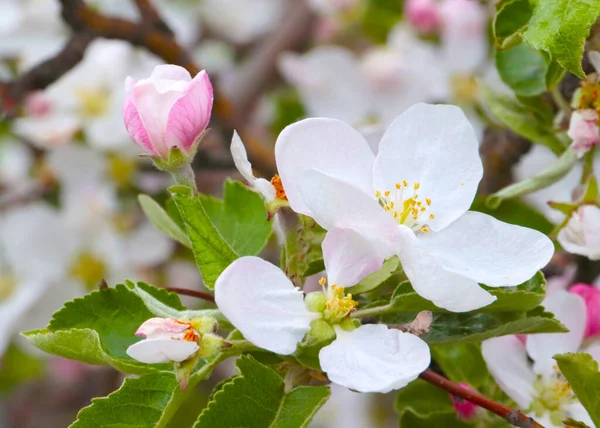 果樹の枝に美しいピンクの花りんごの木 — ストック写真