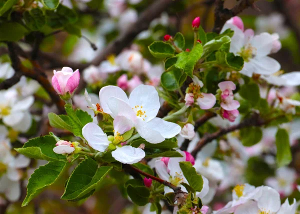 Vackra Rosa Blommor Grenarna Fruktträd Äppelträd — Stockfoto