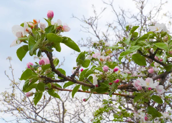 果樹の枝に美しいピンクの花りんごの木 — ストック写真