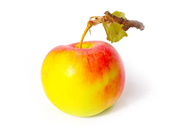 Ripe Fresh Apple Part Autumn Harvest — Stock Photo, Image