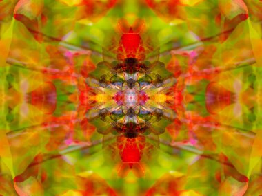 Aynalar vasıtasıyla vahşi yaşamı fotoğraflarken simetrik desen oluştu