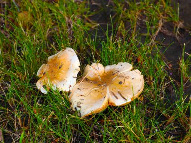Toprağın yüzeyinde taze mantarlar ormandaki çimlerin arasında.