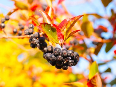 Sonbahar manzaralarının bir göstergesi olarak çok renkli yapraklar ve dağ külünün olgun meyveleri.