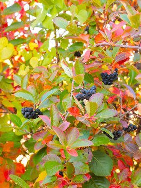 Sonbahar manzaralarının bir göstergesi olarak çok renkli yapraklar ve dağ külünün olgun meyveleri.