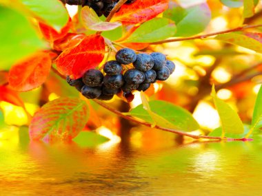 Olgun böğürtlen demetleri suya yansıyor