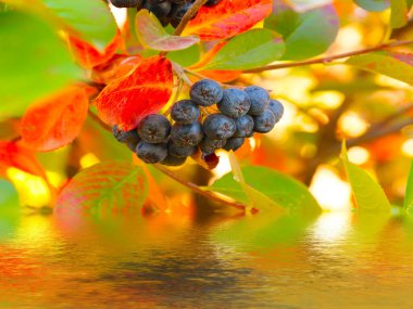 Olgun böğürtlen demetleri suya yansıyor