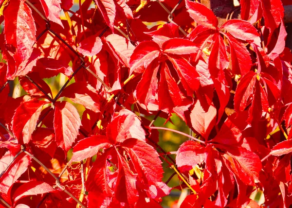 Helder Rood Herfst Druivenbladeren Een Metalen Hek Rooster — Stockfoto