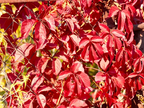 金属製の柵の格子の上に鮮やかな赤秋のブドウの葉 — ストック写真
