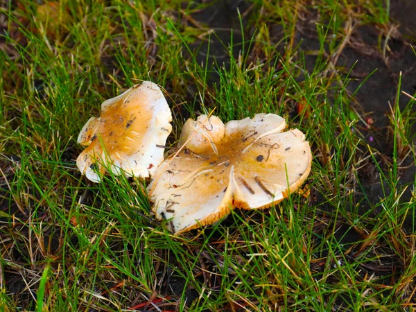 Färska Svampar Jordytan Bland Gräset Skogen — Stockfoto