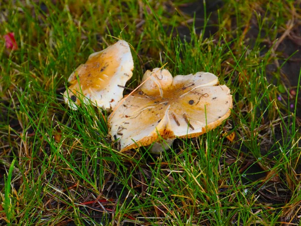 Champignons Frais Surface Sol Parmi Herbe Dans Forêt — Photo