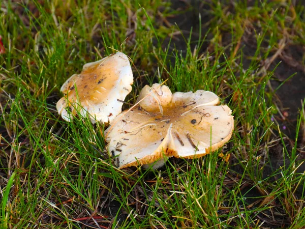 Fresh Mushrooms Surface Soil Grass Forest — Stock Photo, Image