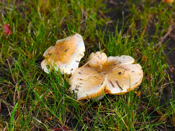 在森林的草丛中 土壤表面上有新鲜的蘑菇 — 图库照片