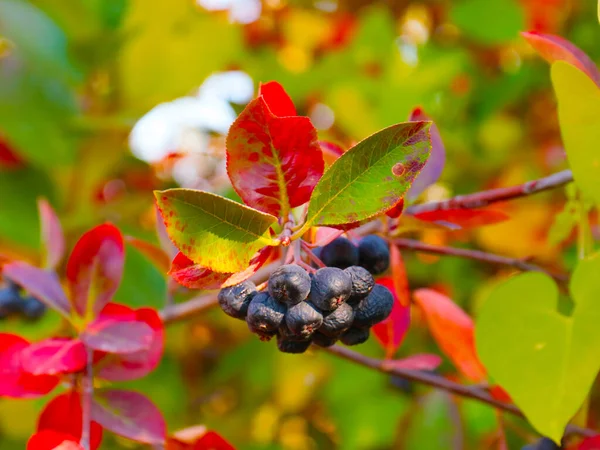 Multicolored Leaves Ripe Fruits Mountain Ash Illustration Autumn Landscapes — Stock Photo, Image