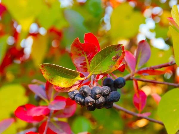 Multicolored Leaves Ripe Fruits Mountain Ash Illustration Autumn Landscapes — Stock Photo, Image