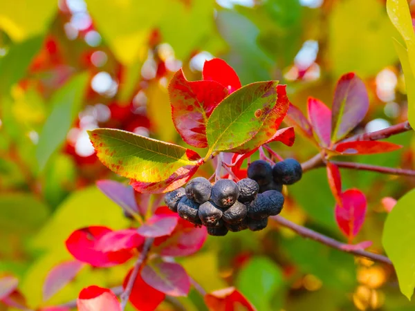 Multicolored Leaves Ripe Fruits Mountain Ash Illustration Autumn Landscapes — Stock Photo, Image
