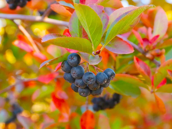 Multicolored Leaves Ripe Fruits Mountain Ash Illustration Autumn Landscapes — Stock Photo, Image