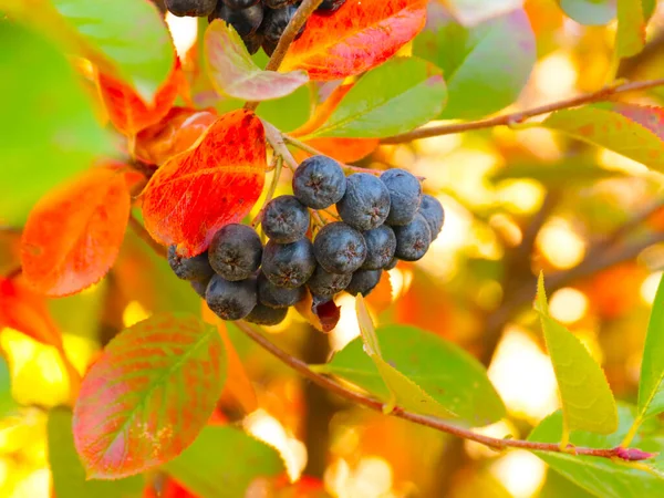 Multicolored Leaves Ripe Fruits Mountain Ash Illustration Autumn Landscapes — Stock Photo, Image