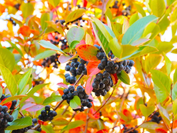 Multicolored Leaves Ripe Fruits Mountain Ash Illustration Autumn Landscapes — Stock Photo, Image