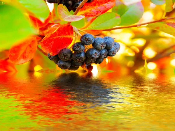 Ripe Bunches Chokeberry Reflected Water — Stock Photo, Image