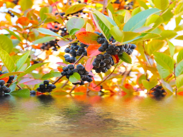 Ripe Bunches Chokeberry Reflected Water — Stock Photo, Image